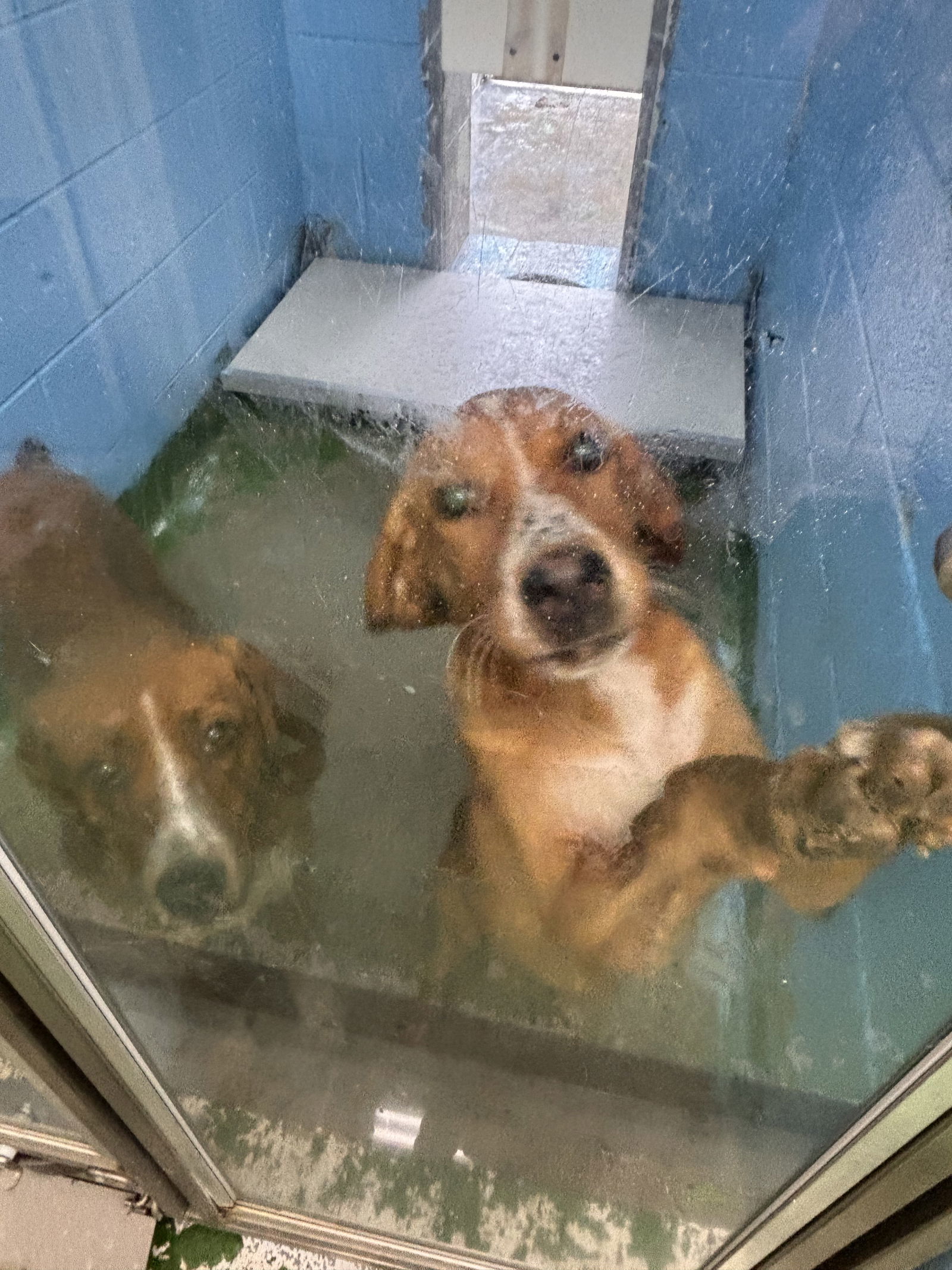 Augustus "Auggie:" At shelter