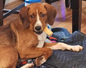 Brie: Not At shelter (Emily), Adult Female Retriever