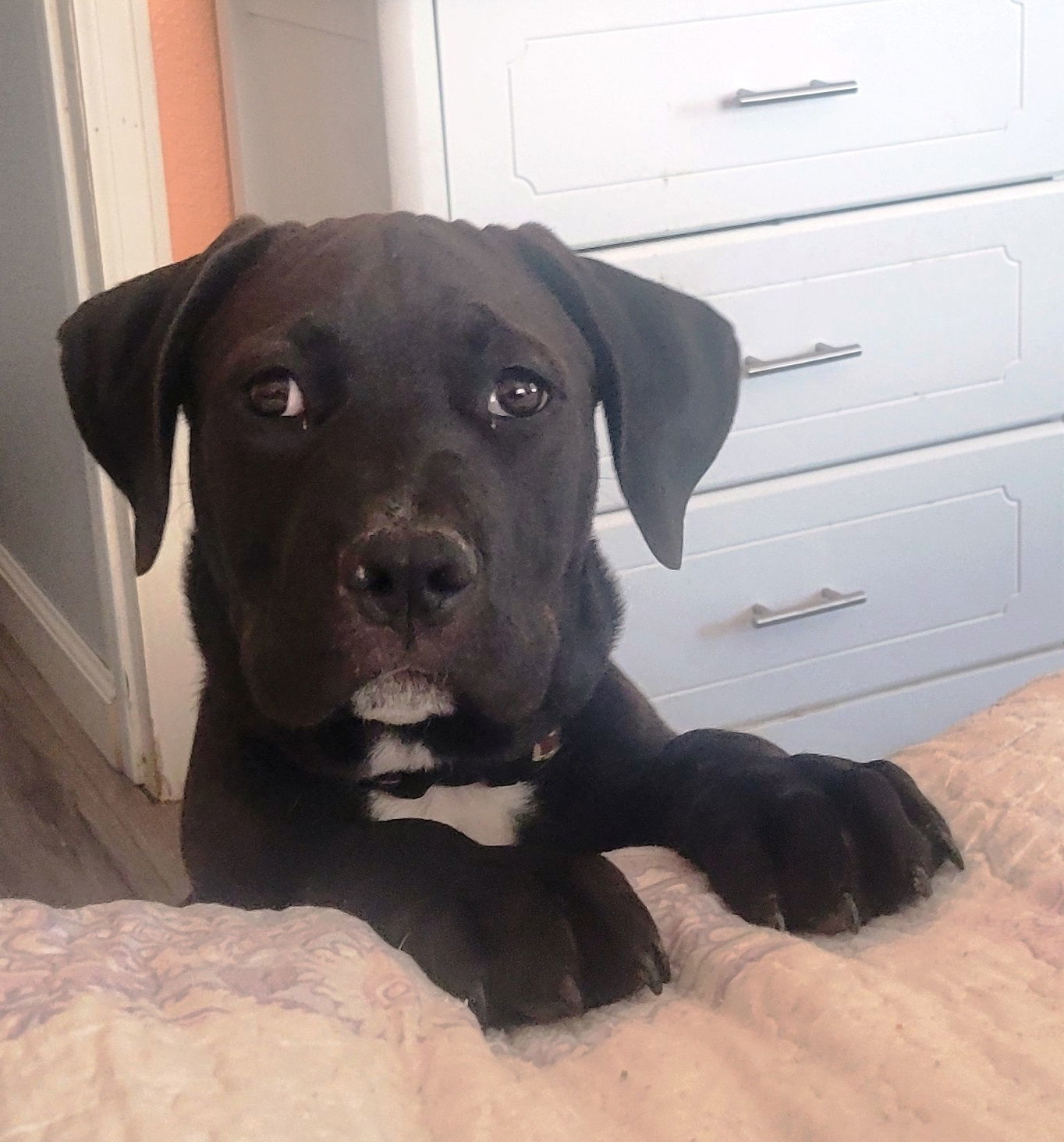 Bruce