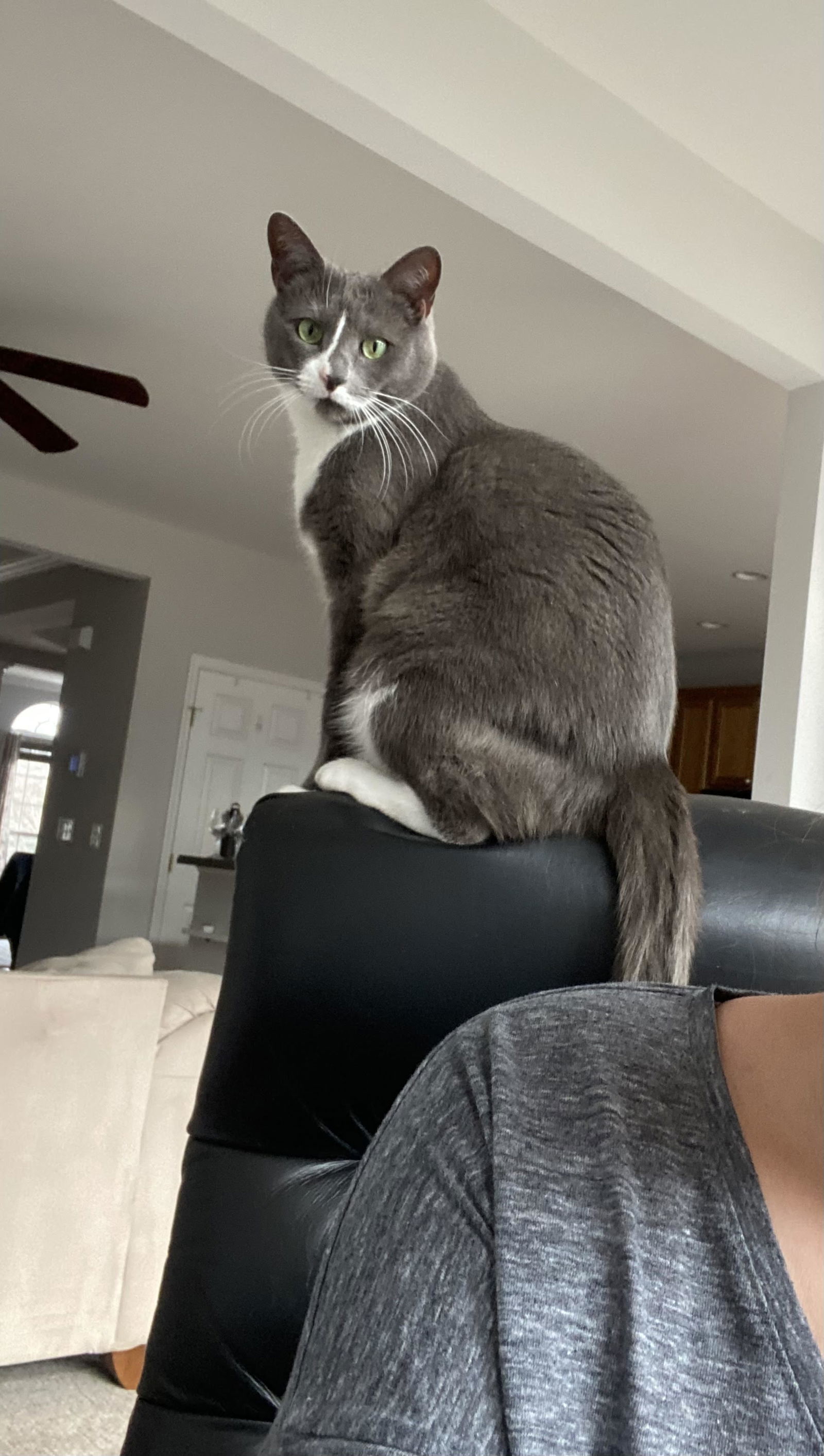 Buddy