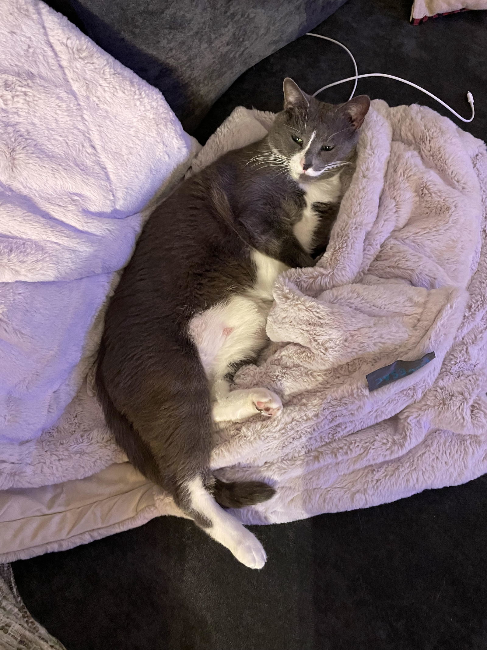 Buddy