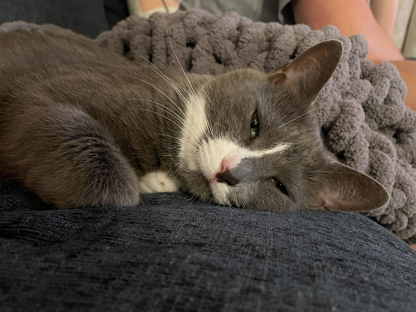 Buddy