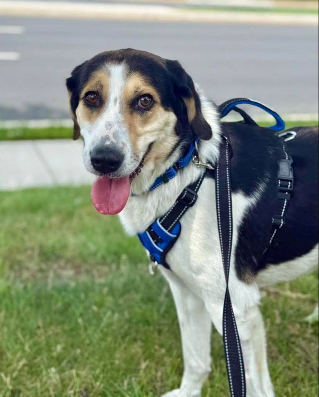 Molly *Adoption Pending*