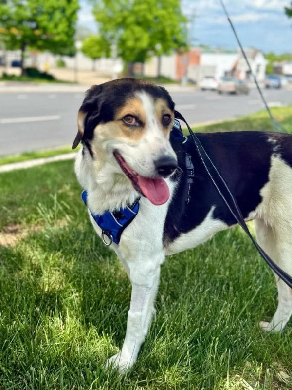 Molly *Adoption Pending*