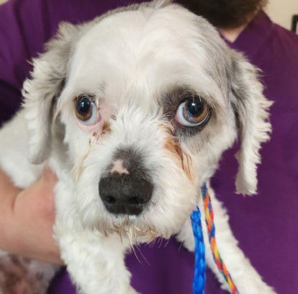 Summer *Adoption Pending*, an adoptable Shih Tzu, Spaniel in Fairfax, VA, 22038 | Photo Image 1
