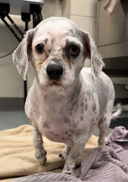 Summer *Adoption Pending*, an adoptable Shih Tzu, Spaniel in Fairfax, VA, 22038 | Photo Image 2