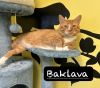 Baklava photo 1