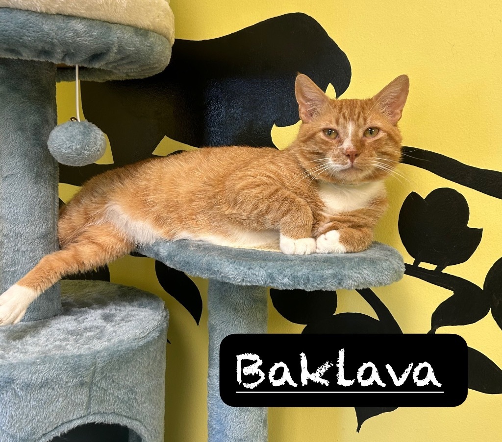 Baklava, an adoptable Domestic Short Hair in Maumelle, AR, 72113 | Photo Image 1