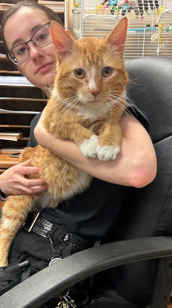 Baklava, an adoptable Domestic Short Hair in Maumelle, AR, 72113 | Photo Image 2