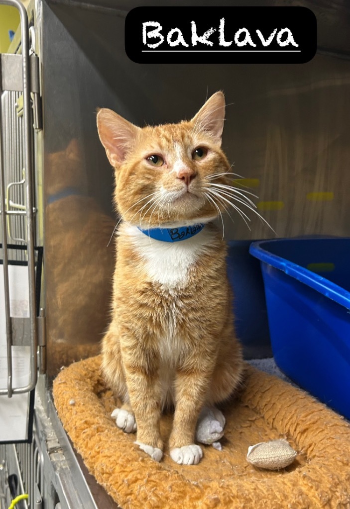 Baklava, an adoptable Domestic Short Hair in Maumelle, AR, 72113 | Photo Image 3