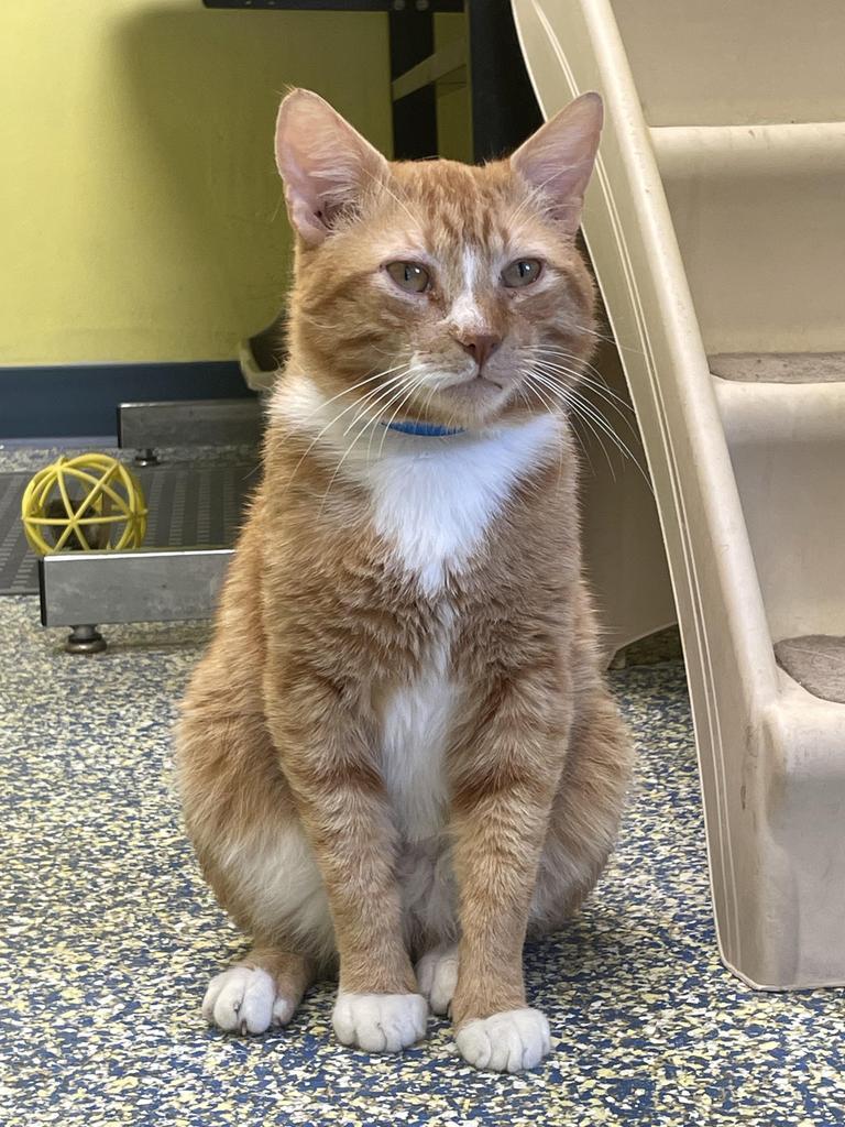 Baklava, an adoptable Domestic Short Hair in Maumelle, AR, 72113 | Photo Image 4