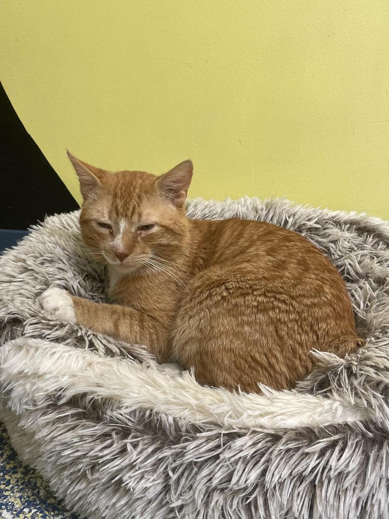Baklava, an adoptable Domestic Short Hair in Maumelle, AR, 72113 | Photo Image 5