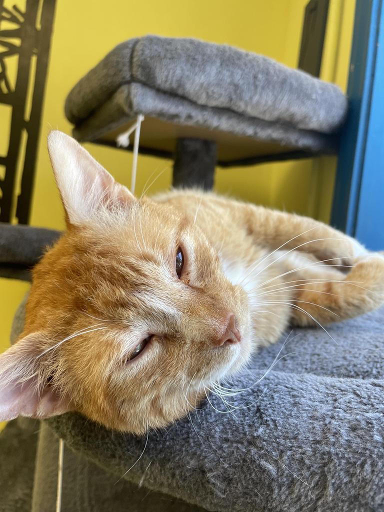 Baklava, an adoptable Domestic Short Hair in Maumelle, AR, 72113 | Photo Image 6