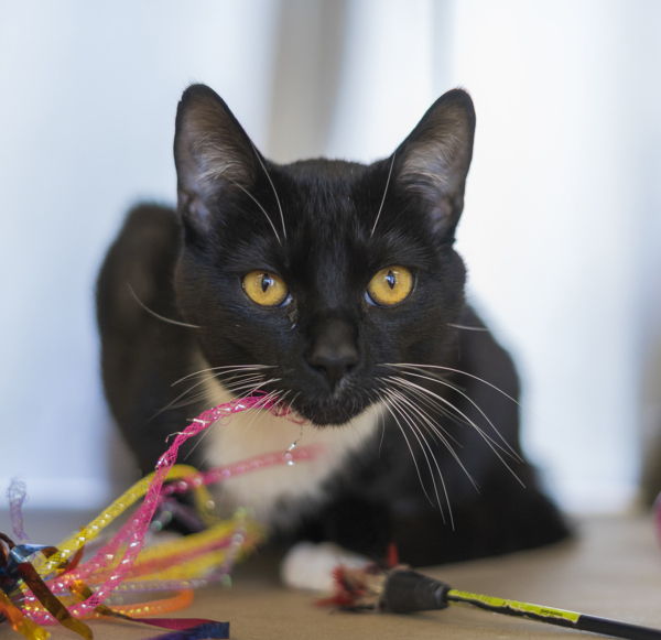 Merky, an adoptable Domestic Short Hair in Kennewick, WA, 99336 | Photo Image 1