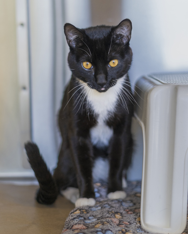 Merky, an adoptable Domestic Short Hair in Kennewick, WA, 99336 | Photo Image 2