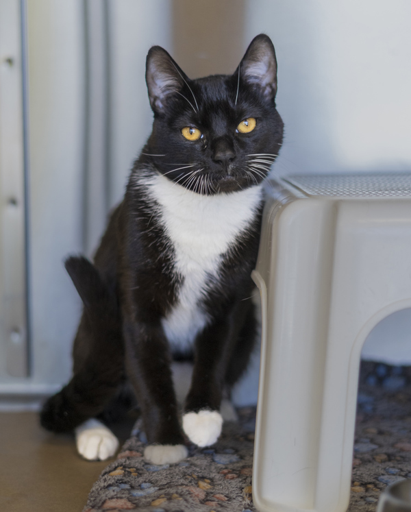 Merky, an adoptable Domestic Short Hair in Kennewick, WA, 99336 | Photo Image 3
