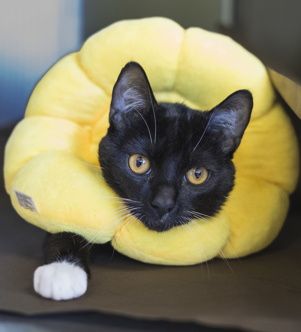 Merky, an adoptable Domestic Short Hair in Kennewick, WA, 99336 | Photo Image 4