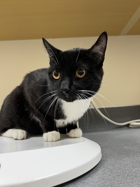 Merky, an adoptable Domestic Short Hair in Kennewick, WA, 99336 | Photo Image 5