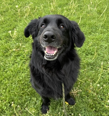 Finn