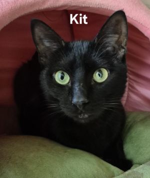 Kit, Young Male Domestic Short Hair