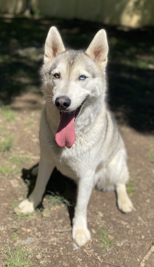 Charlie Boy (Grizzle)