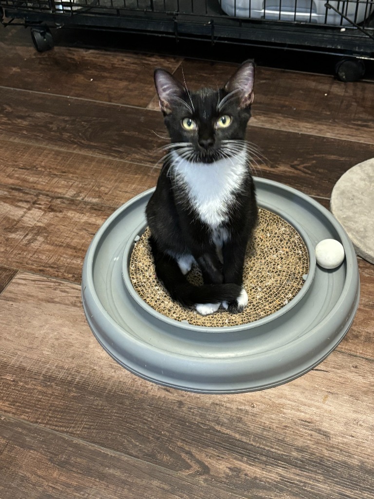 Clyde