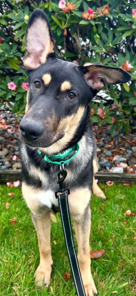 Gidget, an adoptable German Shepherd Dog, Cattle Dog in Brookings, OR, 97415 | Photo Image 1
