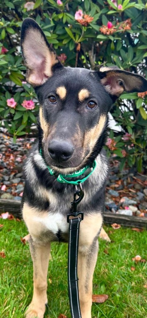 Gidget, an adoptable German Shepherd Dog, Cattle Dog in Brookings, OR, 97415 | Photo Image 2