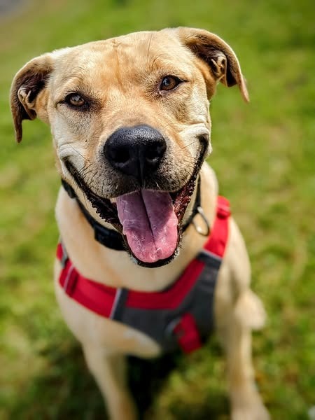 Sandy, an adoptable Labrador Retriever, Shepherd in Brookings, OR, 97415 | Photo Image 1