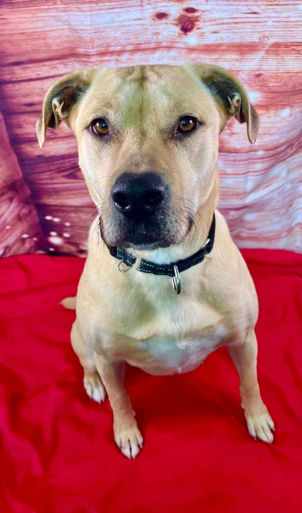 Sandy, an adoptable Labrador Retriever, Shepherd in Brookings, OR, 97415 | Photo Image 3