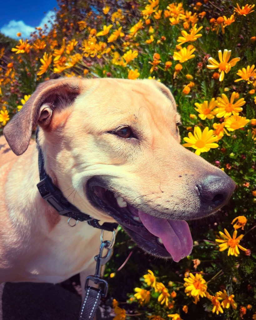 Sandy, an adoptable Labrador Retriever, Shepherd in Brookings, OR, 97415 | Photo Image 5