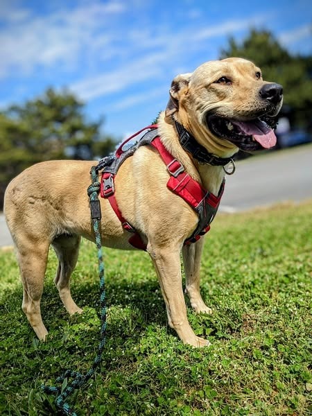 Sandy, an adoptable Labrador Retriever, Shepherd in Brookings, OR, 97415 | Photo Image 6