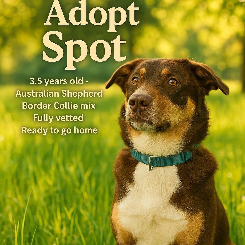 Spot