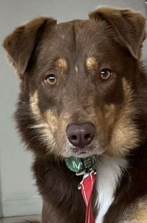 Simon, Adult Male Border Collie