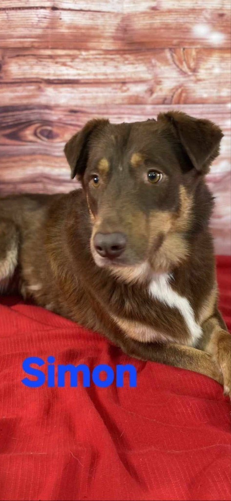 Simon, an adoptable Border Collie, Australian Shepherd in Brookings, OR, 97415 | Photo Image 3