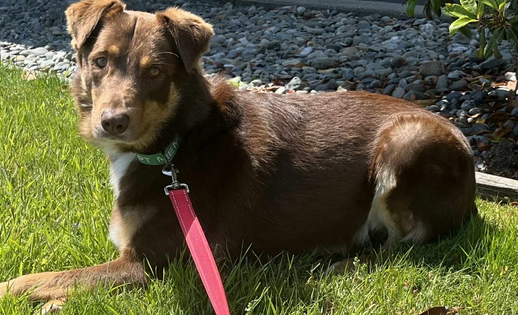 Simon, an adoptable Border Collie, Australian Shepherd in Brookings, OR, 97415 | Photo Image 5