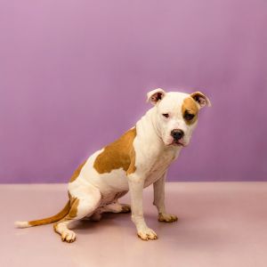 Primary Color Brown Secondary Color White Weight 53lbs Age 1yrs 1mths 0wks Animal has been Neute