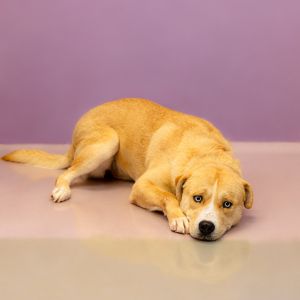 Primary Color Yellow Secondary Color White Weight 70lbs Age 2yrs 1mths 1wks Animal has been Neut