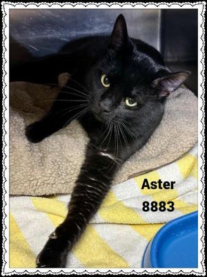 Primary Color Black Weight 12lbs Age 4yrs 2mths 3wks Animal has been Neutered