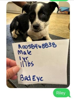 Riley, Young Male Jack Russell Terrier