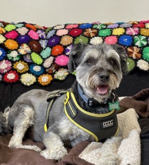 Charlie, Senior Male Chinese Crested Dog