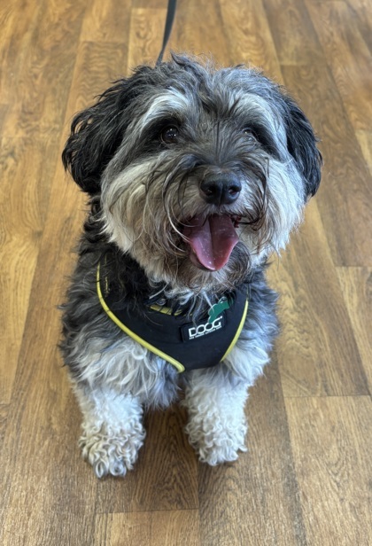 Charlie, an adoptable Schnauzer, Mixed Breed in Burlington, WI, 53105 | Photo Image 1
