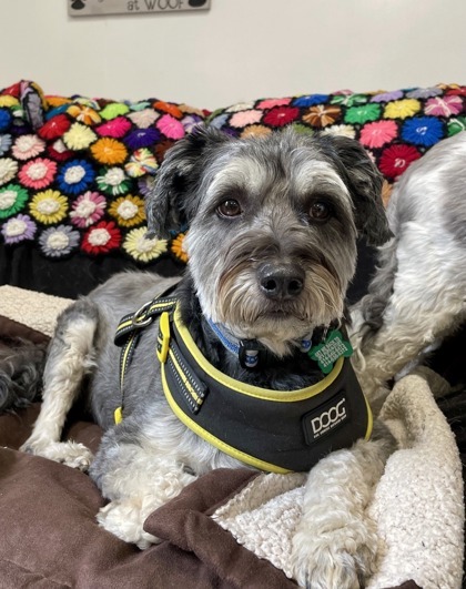 Charlie, an adoptable Schnauzer, Mixed Breed in Burlington, WI, 53105 | Photo Image 2