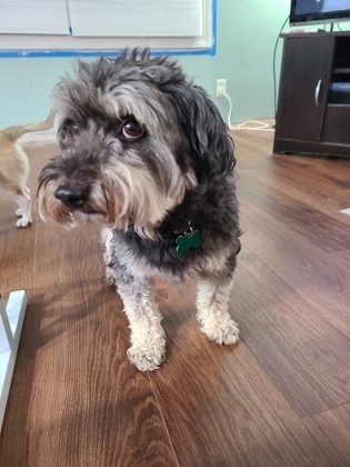 Charlie, an adoptable Schnauzer, Mixed Breed in West Allis, WI, 53214 | Photo Image 3