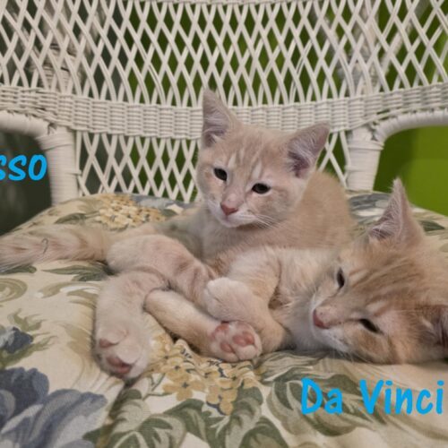 Picasso