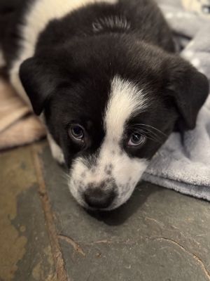 Meet Kamala Khan Kamala Khan is part of the The Marvels litter Shes a playful puppy with tons of
