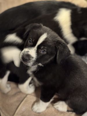 Meet Monica Rambeau Monica Rambeau is part of the The Marvels litter Shes a playful puppy with t