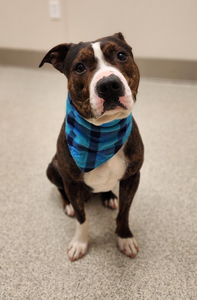 Pablo, an adoptable Pit Bull Terrier in Superior, WI, 54880 | Photo Image 1
