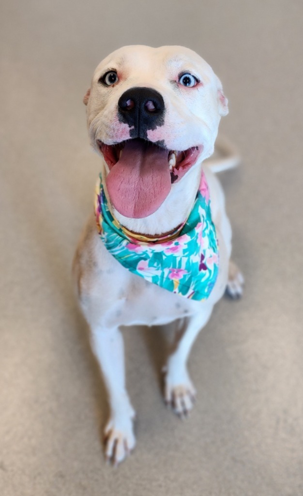 Angel, an adoptable Pit Bull Terrier in Superior, WI, 54880 | Photo Image 1