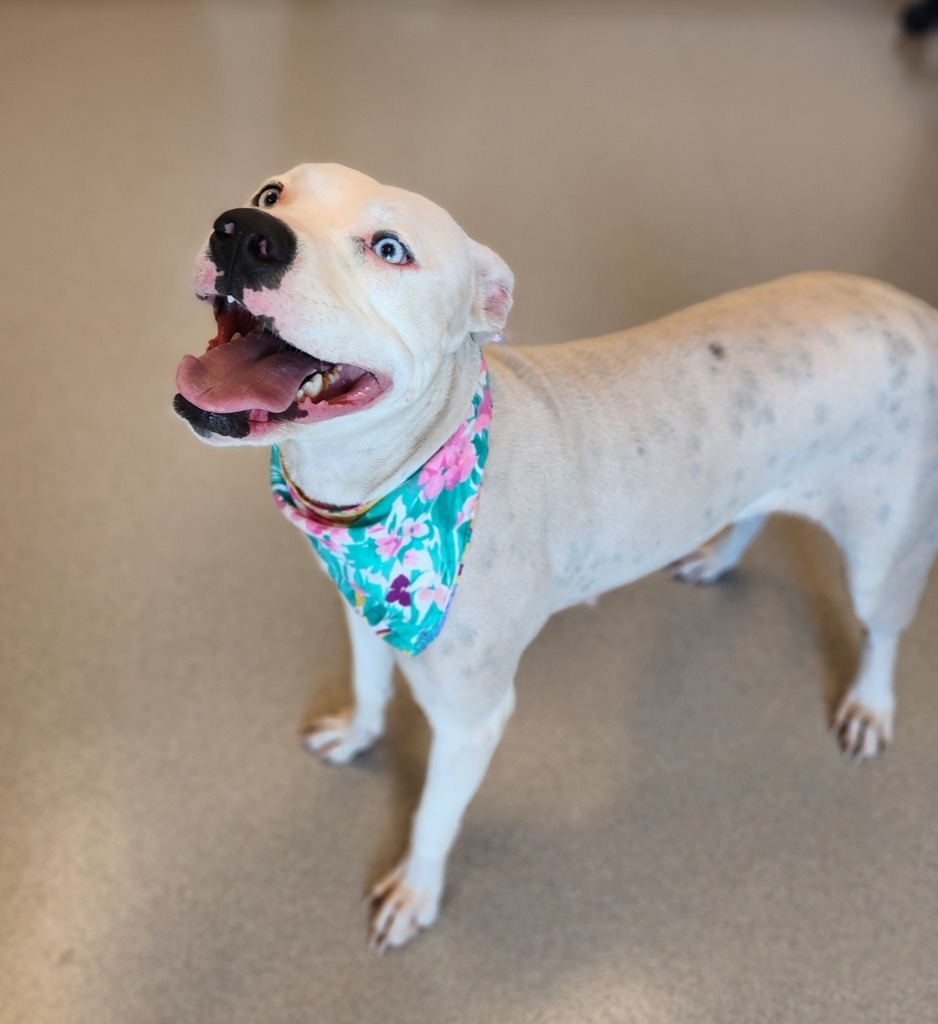 Angel, an adoptable Pit Bull Terrier in Superior, WI, 54880 | Photo Image 2